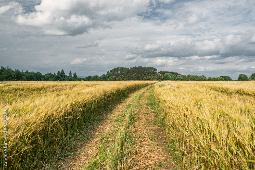 Fototapeta premium Dirt road through a barley field on a cloudy day in summer
