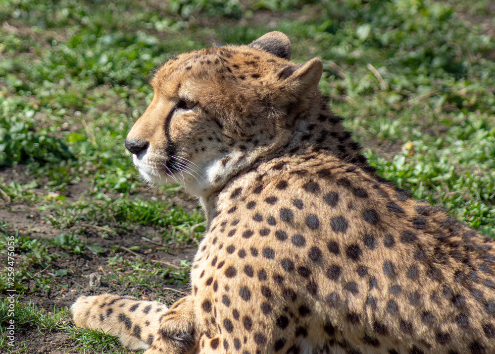 gepard gepard