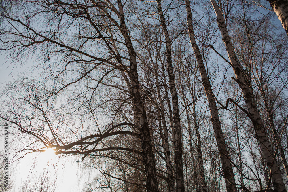 Branches and crown of white birches against the blue sky in the daylight. Spring landscape of trees. Branches and crown of white birches against the blue sky in the daylight. Spring landscape of trees.