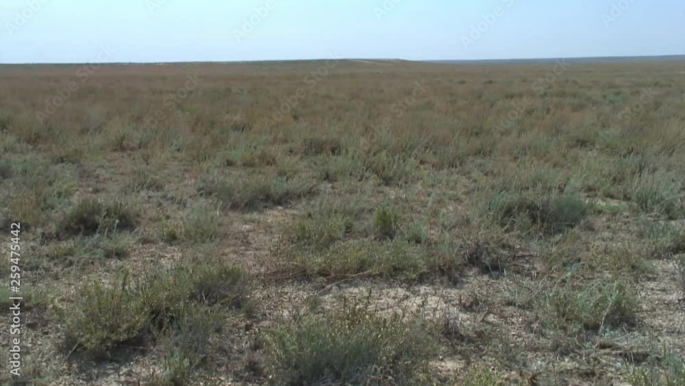 Western Kazakhstan. Ustyurt Plateau. Steppe. Plants. Western Kazakhstan. Ustyurt Plateau. Steppe. Plants.