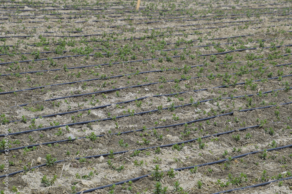 Drip irrigation on field, black hoses drip irrigation. Drip irrigation on field, black hoses drip irrigation.