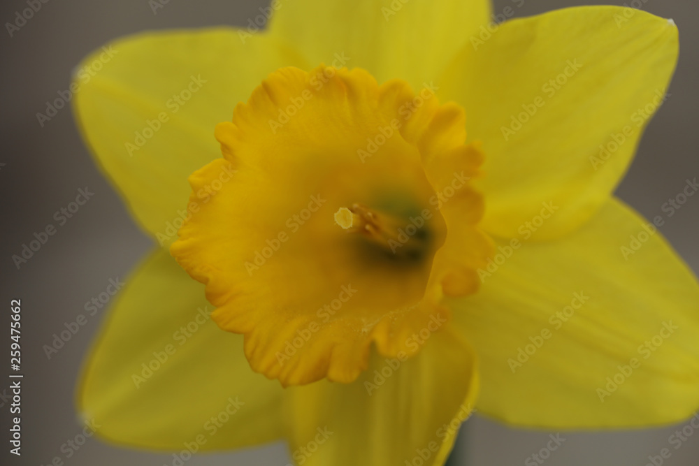 Gelb blühende Narzissen an Ostern Gelb blühende Narzissen an Ostern