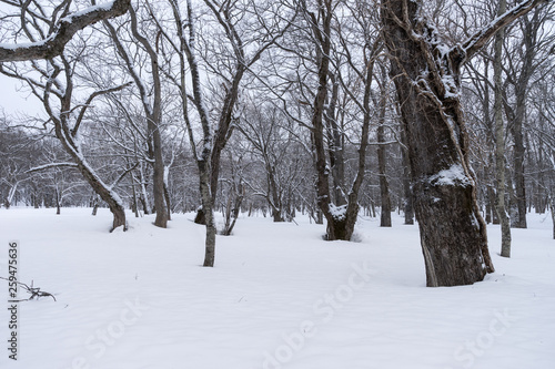 冬の森 © tetsusan