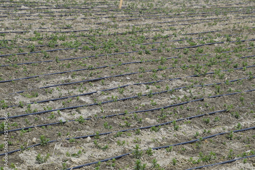 Drip irrigation on field, black hoses drip irrigation.