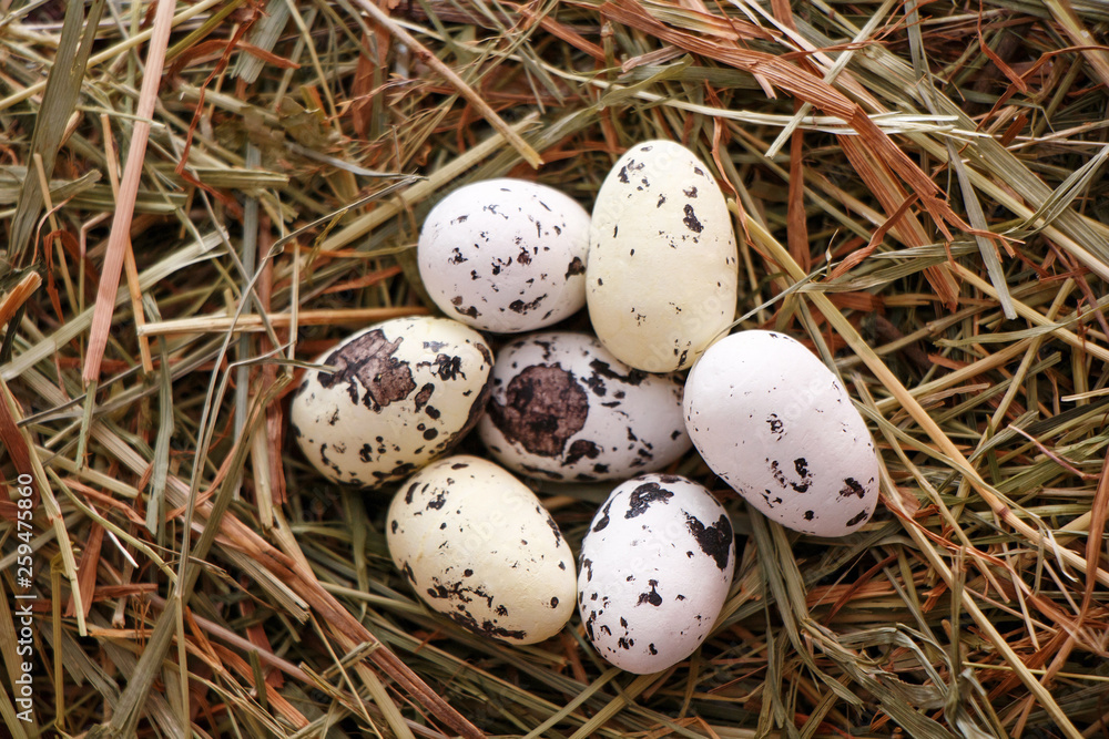 Spring. Nature. Quail Eggs Nest Spring. Nature. Quail Eggs Nest