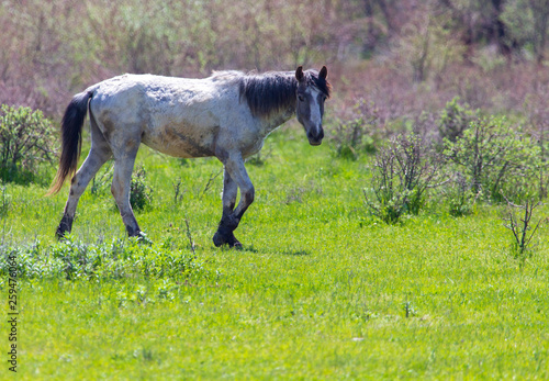 Horse grazes on green grass in spring