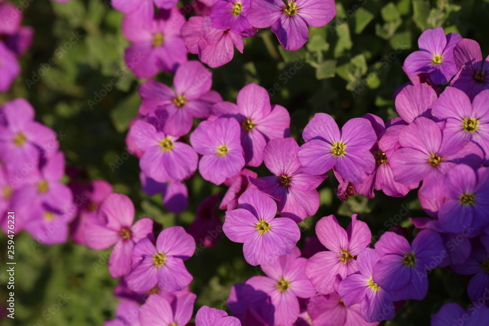 Blühendes Blaukissen Aubrieta