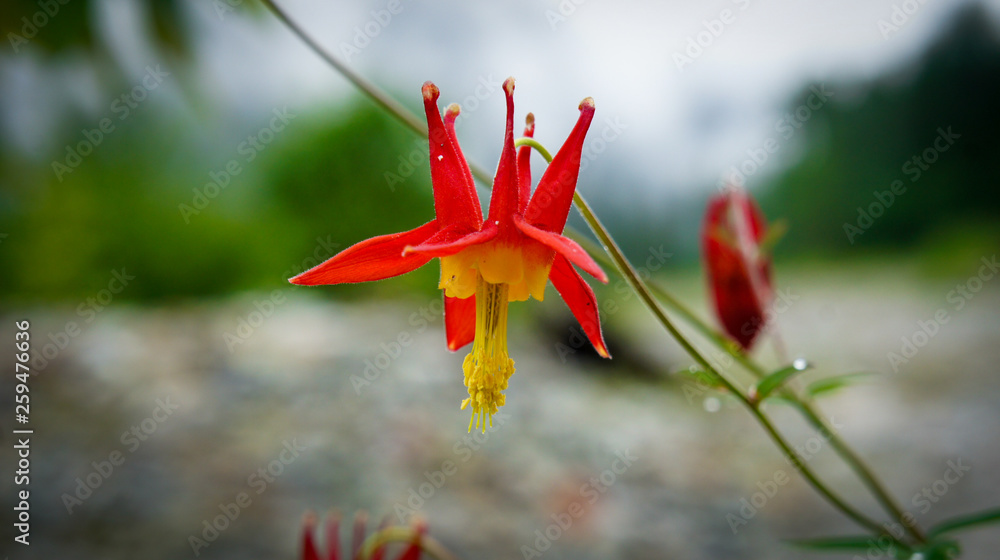 Red pointed flower with long yellow stamen Red pointed flower with long yellow stamen