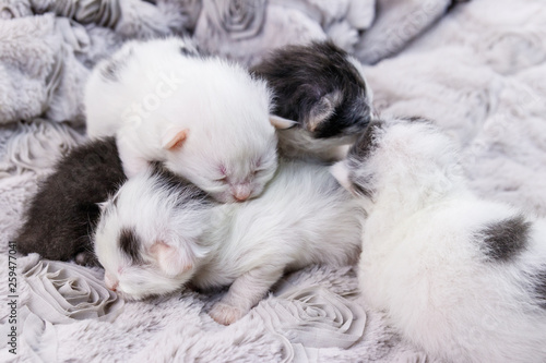 Newborn kittens on a soft grey blanket © olyasolodenko