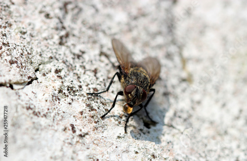 Makrofoto einer Fliege mit Verdauungstropfen am Mund