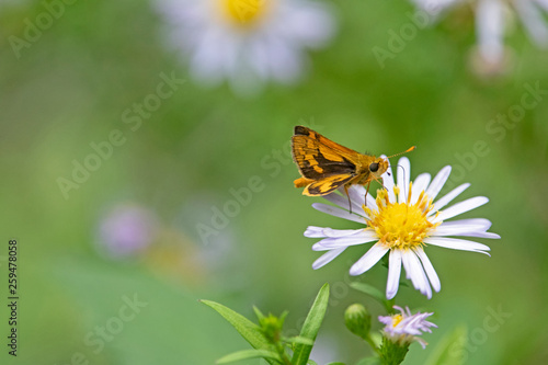 small brown butterfly on small blue daisy © ernest