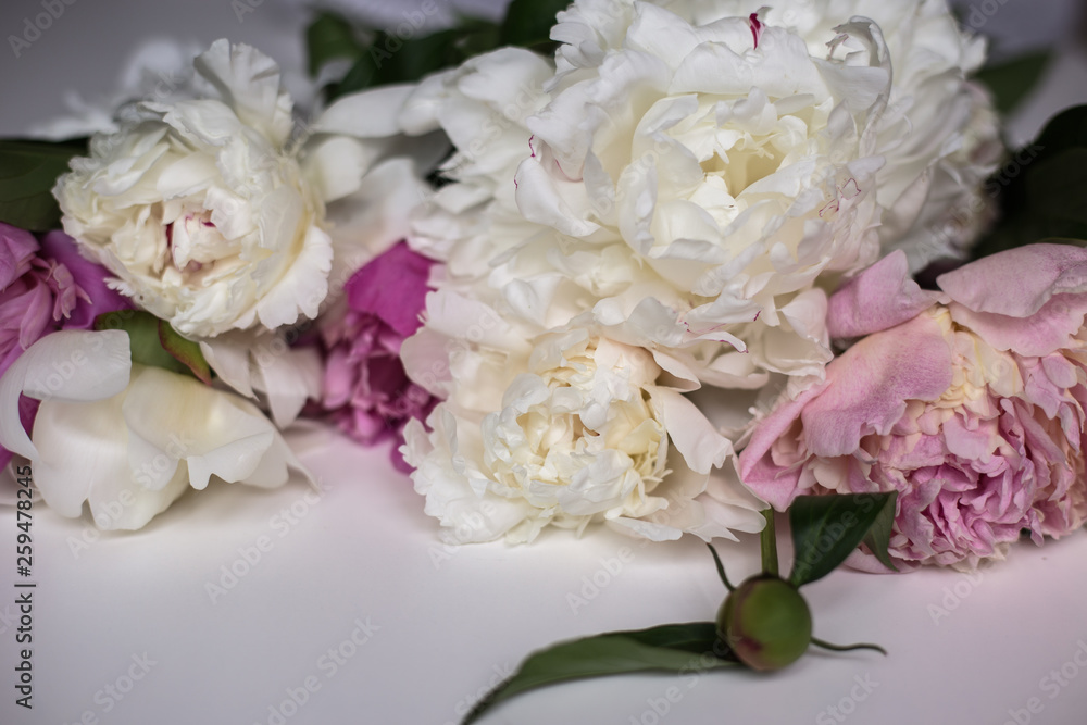 Closeup of beautiful pink and white Peonie flower on light background Closeup of beautiful pink and white Peonie flower on light background