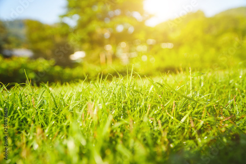 The morning sun shines on the green lawn in front of the house, Natural background, blur background, green grass and sun.