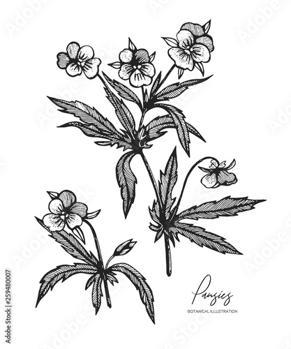 Engraved illustration of pansies isolated on white background. Design elements for wedding invitations, greeting cards, wrapping paper, cosmetics packaging, labels, tags, quotes, blogs, posters.