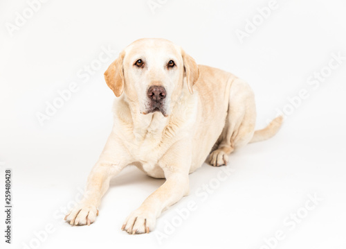 labrador dog in a studio with white background