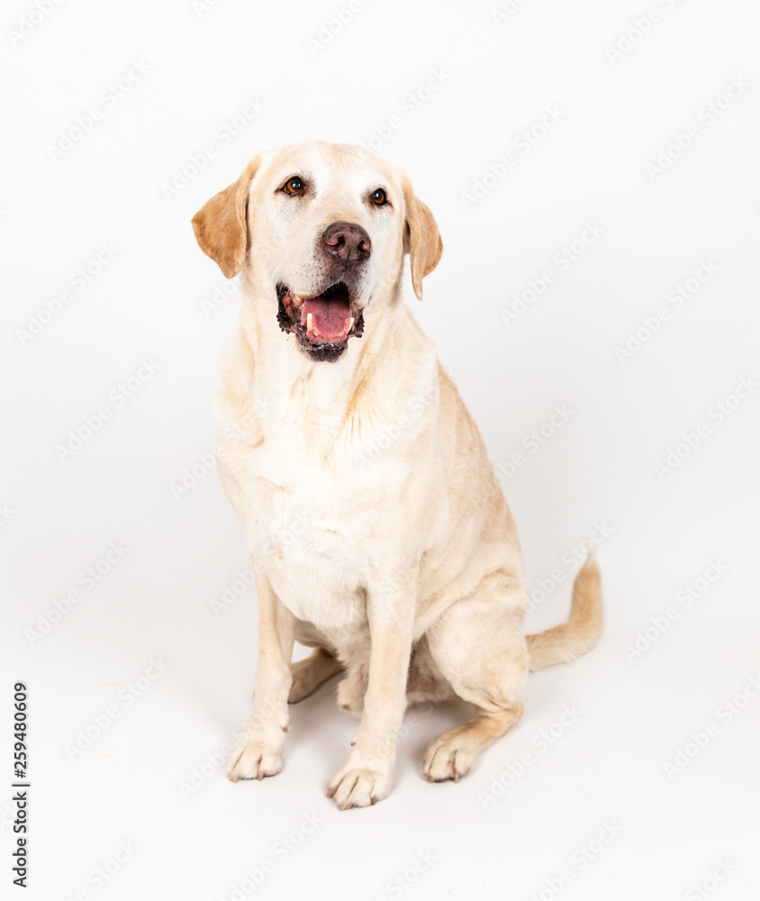 labrador dog in a studio with white background labrador dog in a studio with white background