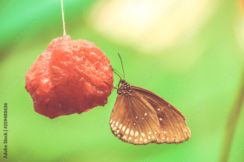 Obraz premium Monarch butterfly