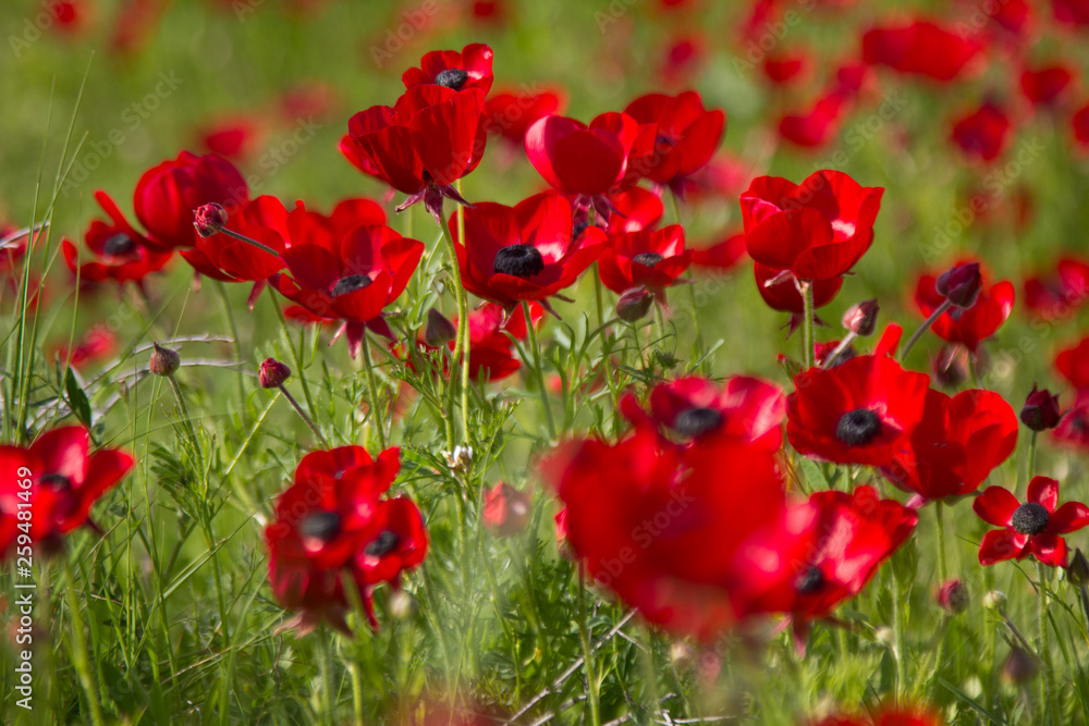 Flowers red poppies blossom on wild spring field. Beautiful field of fresh red poppies reach out towards the sun in sunny day with brightly green grass. Flowers red poppies blossom on wild spring field. Beautiful field of fresh red poppies reach out towards the sun in sunny day with brightly green grass.