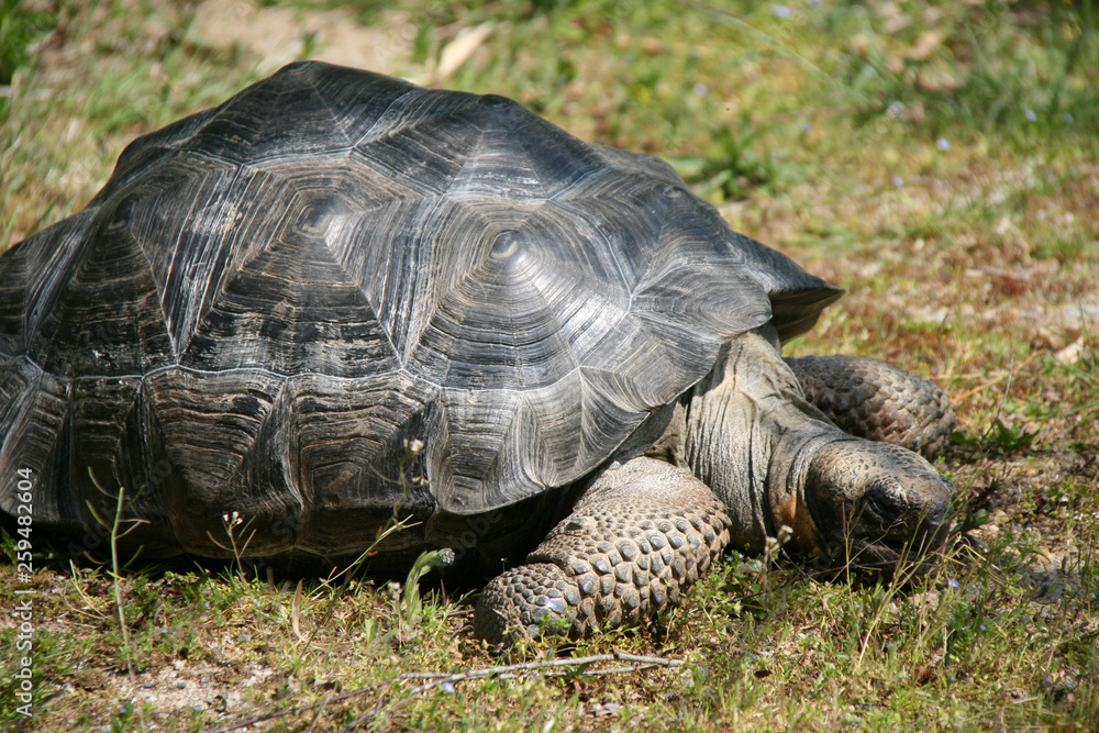 Fototapeta premium Tortoise