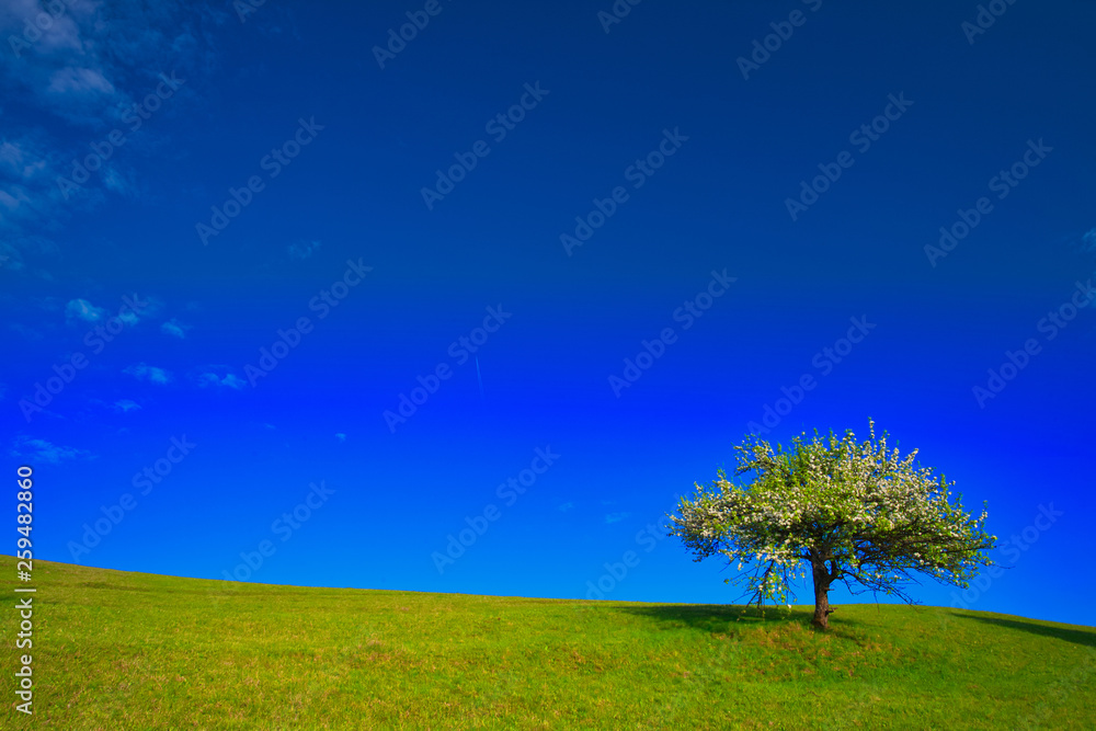 Fototapeta premium Beautiful blooming apple tree