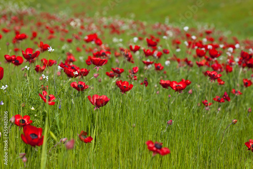 Flowers red poppies blossom on wild spring field. Beautiful field of fresh red poppies reach out towards the sun in sunny day with brightly green grass.