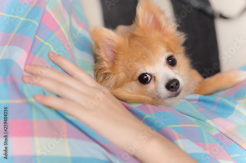 Young brown chihuahua puppy dog relaxing on woman body part