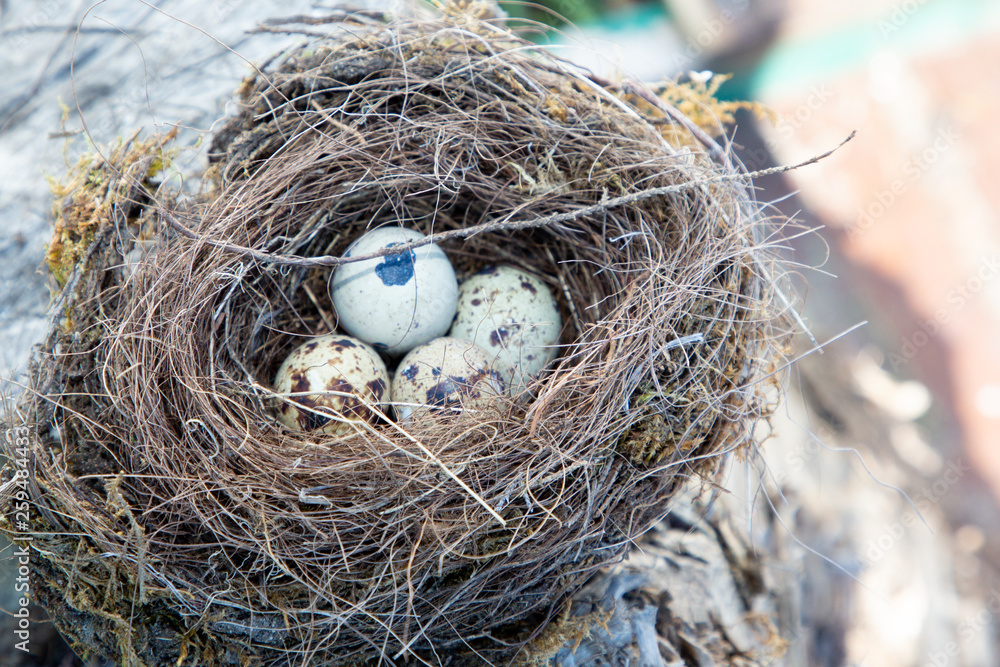 Bird nest with blue eggs in tree Bird nest with blue eggs in tree