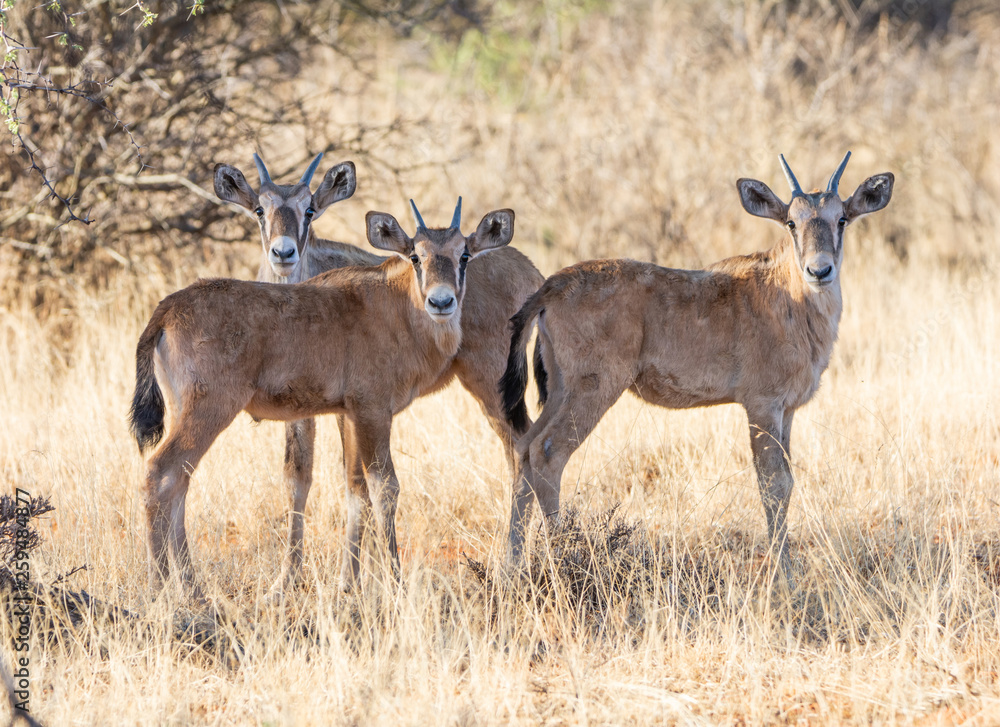 Εκτύπωση καμβά Gemsbok Calves