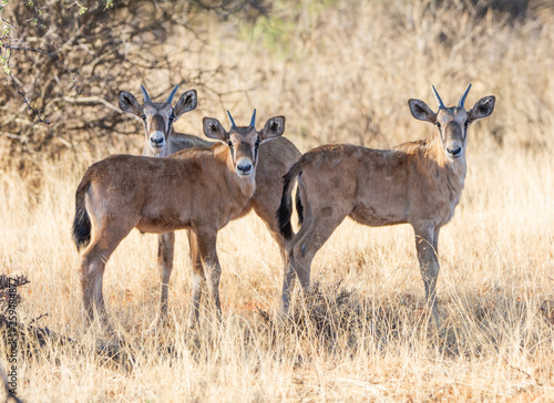 Εκτύπωση καμβά Gemsbok Calves