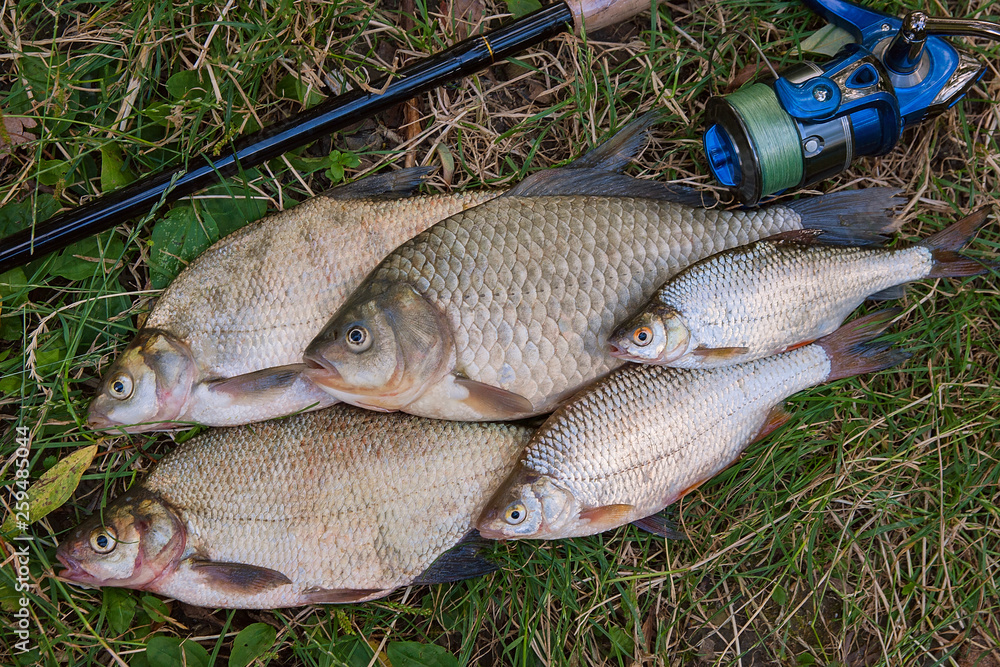 Several common bream fish, crucian fish, roach fish, bleak fish on the natural background. Catching freshwater fish and fishing rod with fishing reel on green grass. Several common bream fish, crucian fish, roach fish, bleak fish on the natural background. Catching freshwater fish and fishing rod with fishing reel on green grass.