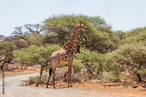 Giraffe