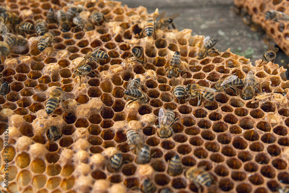 Close up view of the working bee on the honeycomb with sweet honey.. Close up view of the working bee on the honeycomb with sweet honey..