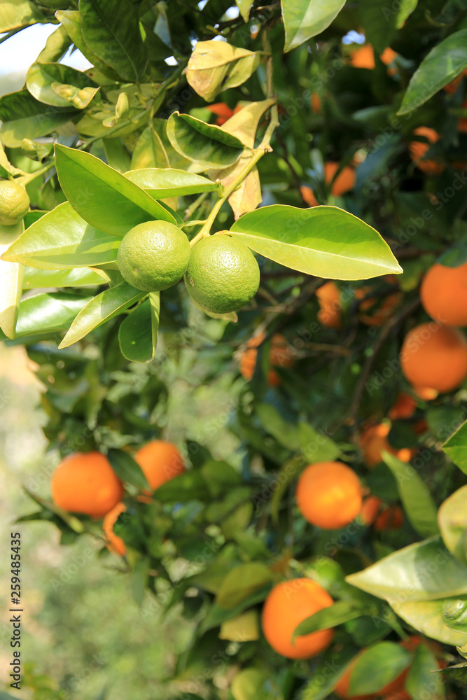 grüne und reife Orangen