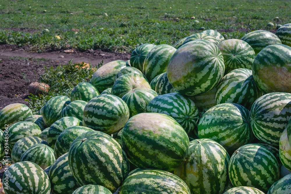 Lot of ripe watermelons against the blue sky. Closeup of a green watermelon. Lot of ripe watermelons against the blue sky. Closeup of a green watermelon.