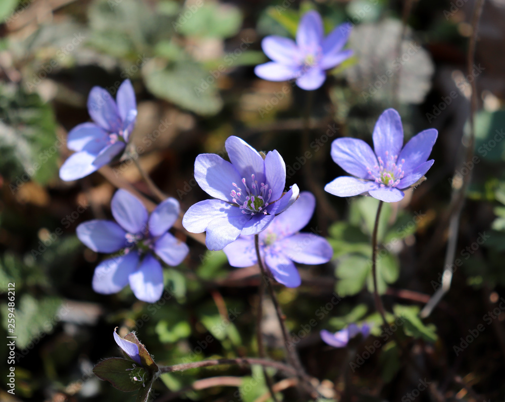 Liverwort ,Hepatica nobilis flowers on a forest floor on sunny afternoon. Spring blue flowers Hepatica nobilis in the forest. Blue flowers of Hepatica nobilis close-up. Liverwort ,Hepatica nobilis flowers on a forest floor on sunny afternoon. Spring blue flowers Hepatica nobilis in the forest. Blue flowers of Hepatica nobilis close-up.