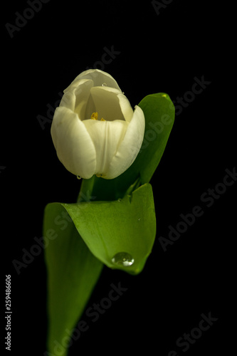 Tulpe weiss