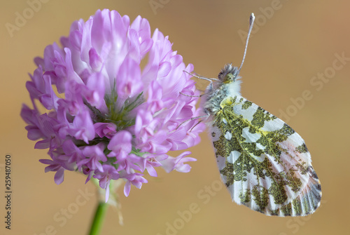 La splendida farfalla Aurora (Anthocaris cardamines) photo