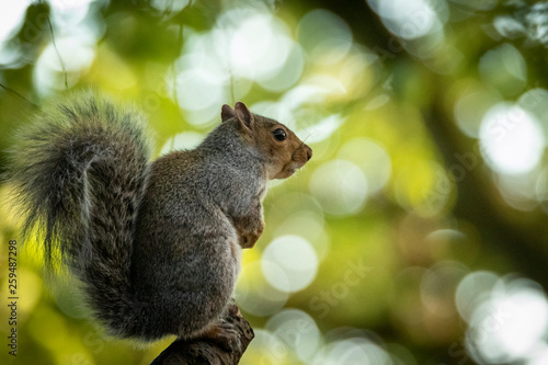 Squirrel in woodland 