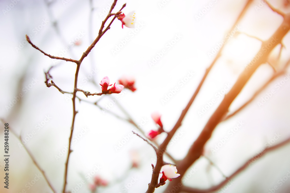 Apricot flowering. Spring flowers. Flowering tree. First Apricot flowering. Spring flowers. Flowering tree. First