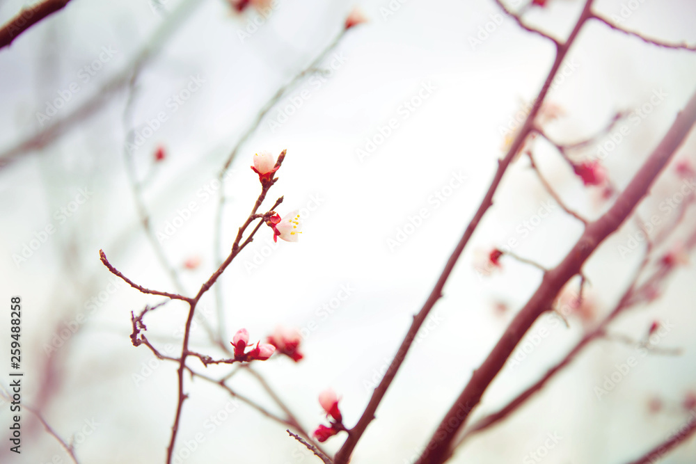 Apricot flowering. Spring flowers. Flowering tree. First Apricot flowering. Spring flowers. Flowering tree. First