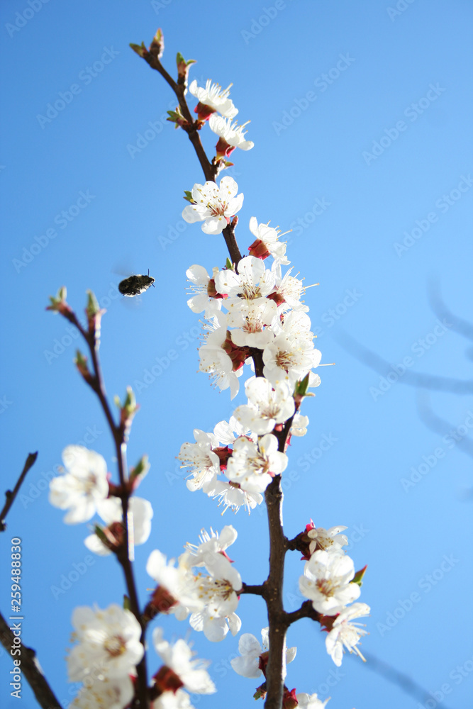 cherry branch in bloom. Blooming apricot tree with pollinating honey bee. Blossom of fruit tree in spring cherry branch in bloom. Blooming apricot tree with pollinating honey bee. Blossom of fruit tree in spring