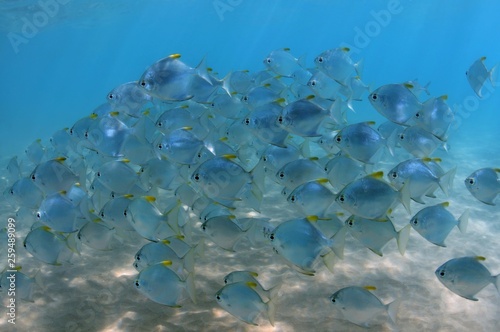 School of fish silver moony, silver moonfish, fingerfish, Mono, diamond moonfish or Malayan angel (Monodactylus argenteus), Indian Ocean, Hikkaduwa, Sri Lanka, Asia photo
