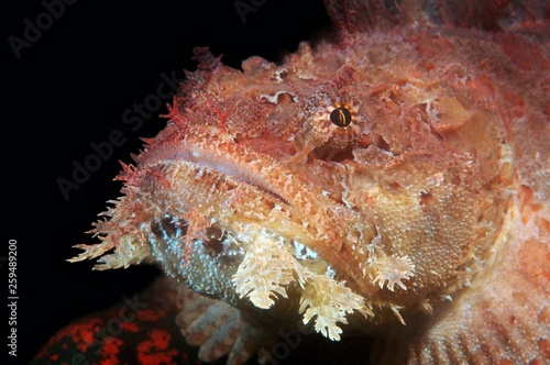 Portrait of Shaggy Sculpin or Sea Raven (Hemitripterus villosus), Sea of Japan, Primorsky Krai, Russian Federation photo