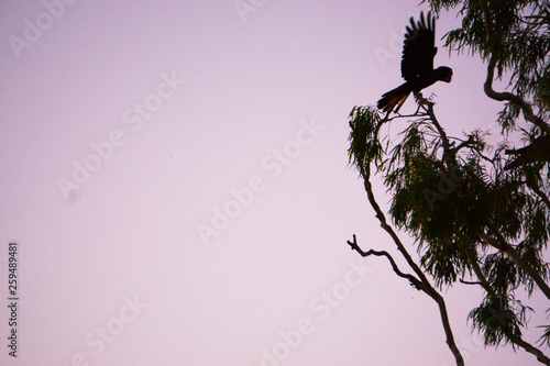 bird on a tree at night