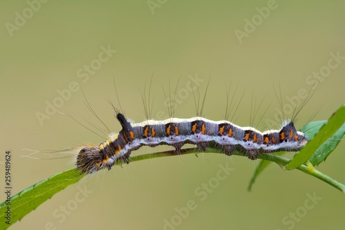 Grey dagger (Acronicta psi), caterpillar on leaf, Burgenland, Austria, Europe
