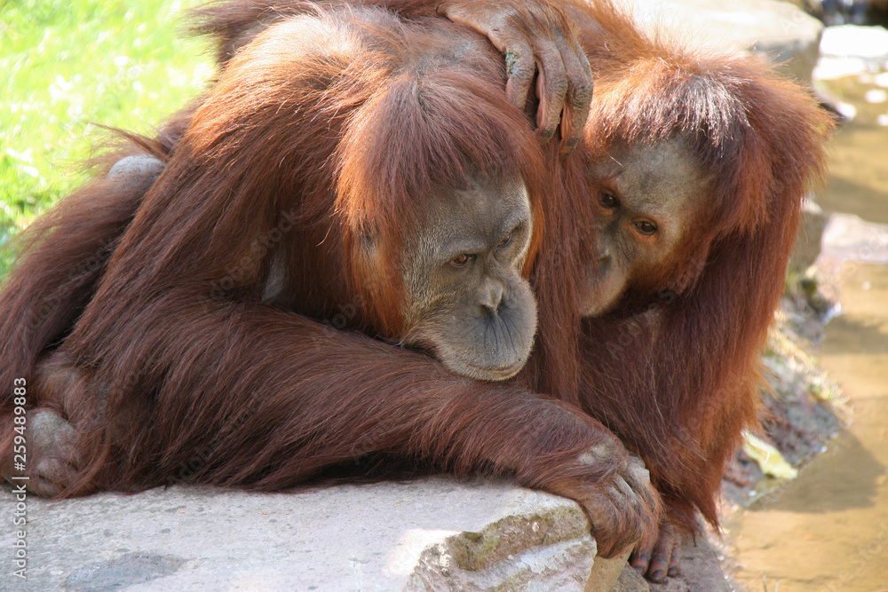 Orangutan Orangutan