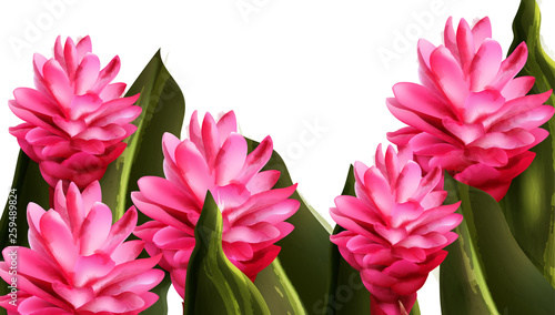 Pink ginger tropic flower Vector watercolor. Exotic banner summer paradise decor