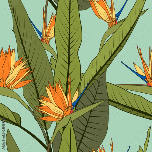 Exotic orange strelitzia bird of paradise flowers long tall green leaves.