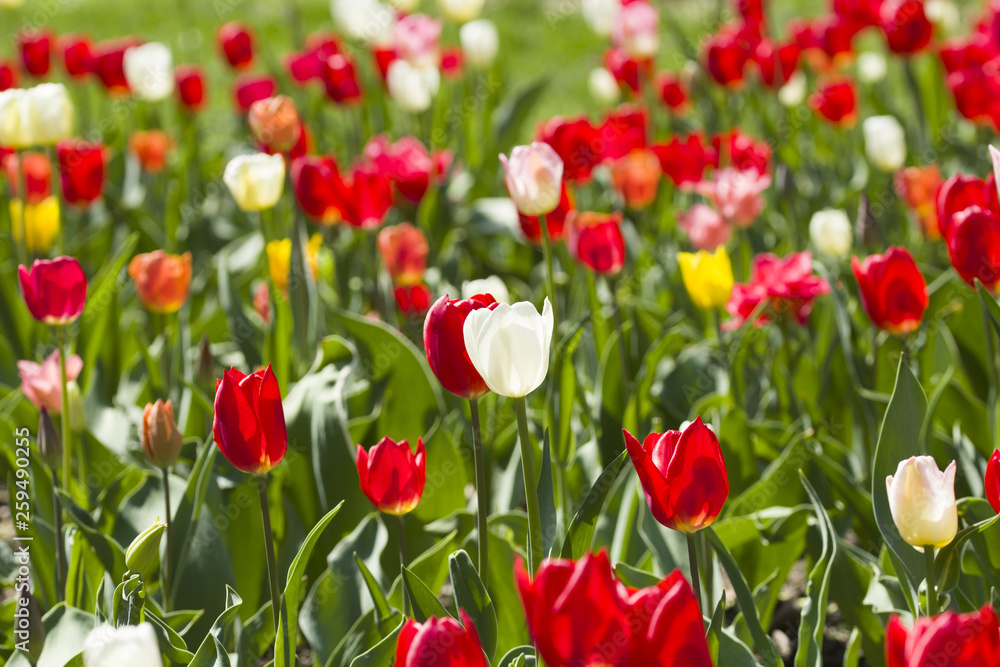 Spring Tulip Flower