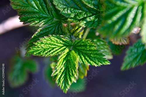 raspberry  green  leaf  bush  white  leaves  plant  isolated  fruit  nature  background  fresh  summer  herb  garden  spring  season  branch  foliage  food  closeup  healthy  natural  bright  freshnes